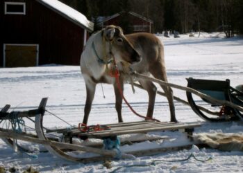 Teurastuspäätös ei huomioi saamelaisten poronhoidon erityispiirteitä.