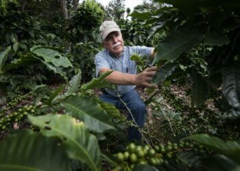 Kuivuus on tuottanut vaikeuksia muun muassa keskiamerikkalaisille kahvinviljelijöille. Kuvassa Adrian Hernandez tutkii kahvipensaitaan lähellä Costa Rican pääkaupunkia San Josea.