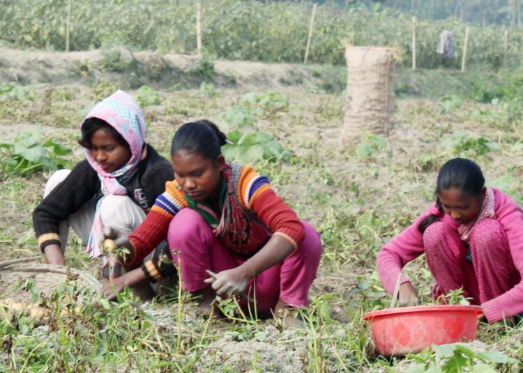 Bangladeshin santali-heimoon kuuluva Rupali Tudu (vas.) ja hänen toverinsa joutuvat olemaan pois koulusta, koska he osallistuvat perheidensä elatukseen tekemällä peltotöitä.