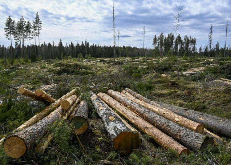 On itsestäänselvää, että metsät ovat monella tapaa olennainen kysymys, kun puhutaan ilmastosta tai luonnon monimuotoisuudesta, toteaa Li Andersson.