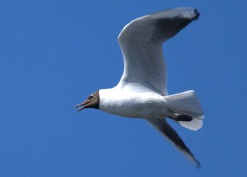Naurulokin ensikirkaisu on kevään merkki.