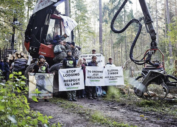 Greenpeacen aktivistit yrittivät 29. elokuuta estää hakkuut Bialowiezassa.