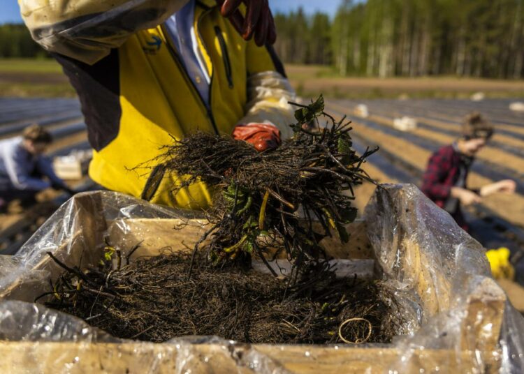 Kausityöläisiä istuttamassa mansikantaimia.