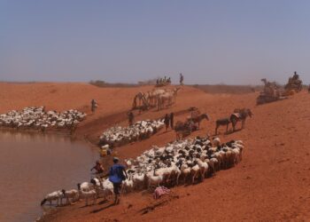 Etiopian somalialueen paimentolaiset kasvattavat kameleita ja vuohia kuivilla ja kuivuudelle alttiilla alueilla. He joutuvat olemaan liikkeellä jatkuvasti laitumia ja juottopaikkoja eläimilleen etsiessään.