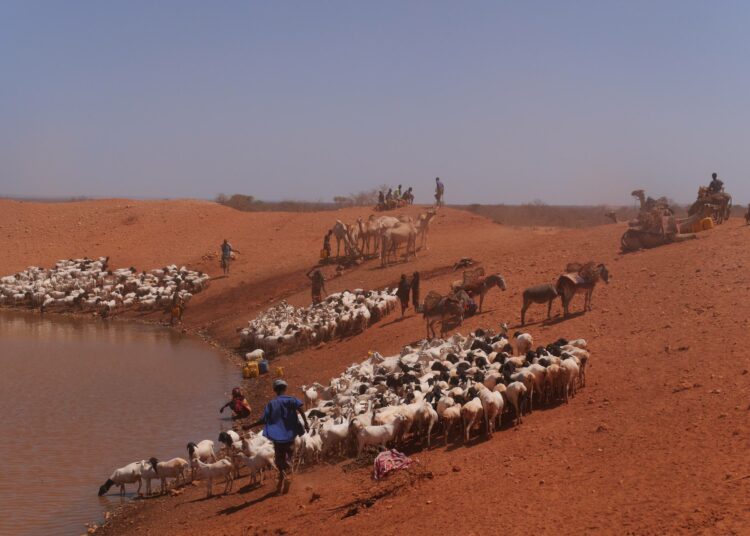 Etiopian somalialueen paimentolaiset kasvattavat kameleita ja vuohia kuivilla ja kuivuudelle alttiilla alueilla. He joutuvat olemaan liikkeellä jatkuvasti laitumia ja juottopaikkoja eläimilleen etsiessään.