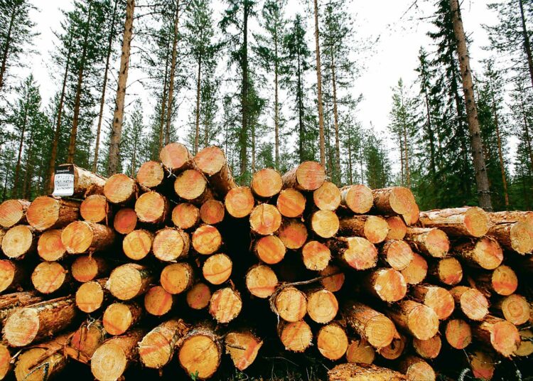 Metsäyhtiöt ovat ilmoittaneet lähes kaikilla sahoillaan lomautuksia koskevien yt-neuvottelujen aloittamisesta. Seuraavaksi tulee metsurien ja muiden puunkorjuussa työskentelevien vuoro.