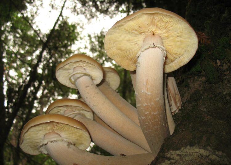 Armillaria solipides -sieni on alta vaalea, päältä usein tummemman ruskea kuin kuvassa oleva.