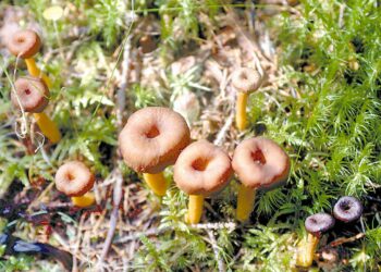 Sienen käyttökelpoisuus kannattaa tarkistaa ainakin kahdesta eri lähteestä. Kuvassa suppilovahveroita.