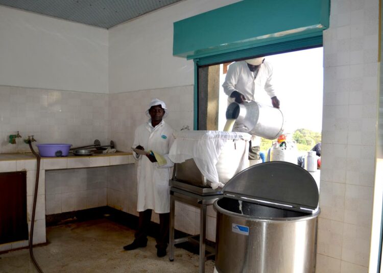 Kenialaisen Ng'aruan maidontuottajien osuuskunnan johtaja Daniel Mithamo (vas). seuraa, kun meijeriyhtiö Brooksiden teknikko David Kungu siivilöi kylmävarastolle tuotua maitoa.