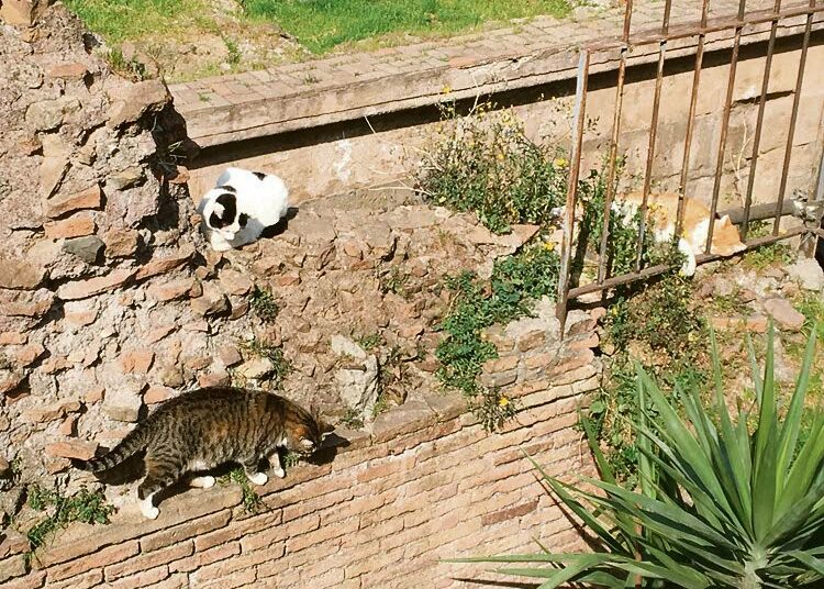Nämä ja yli sata muuta kissaa elävät yli 2 000 vanhoilla raunioilla keskellä Roomaa. Ne saavat ruokaa, hoivaa, säännölliset eläinlääkäritarkastukset ja pääsevät aina halutessaan sisätiloihin.