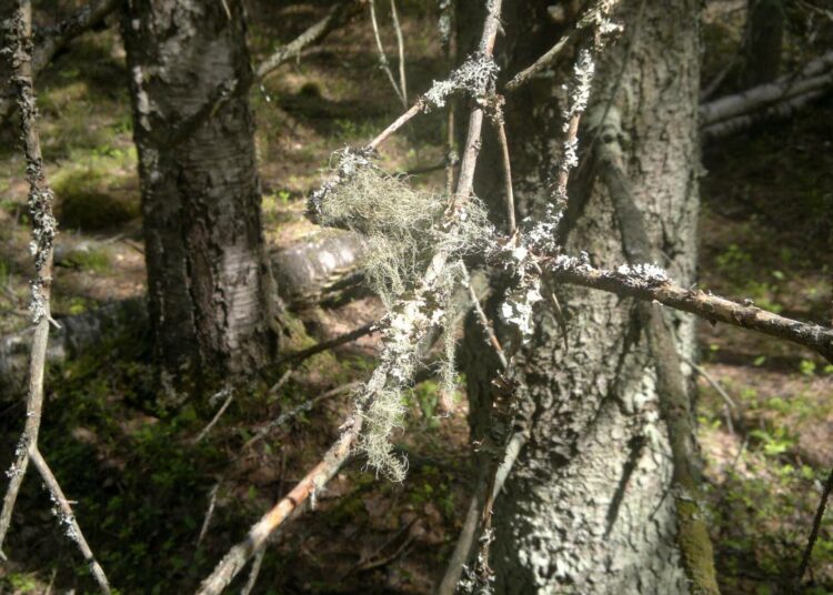 Vanhojen metsien puuttuminen on keskustelijoiden mukaan yksi tärkeimpiä uhanalaistumisen syitä Suomessa.