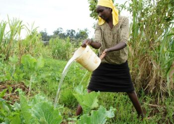 Naisten asema Afrikan maataloudessa on heikko, vaikka he ovat monin paikoin enemmistönä alan työvoimassa. Mary Wanja hoitaa viljelyksiään Kenian Ngangarithissa.