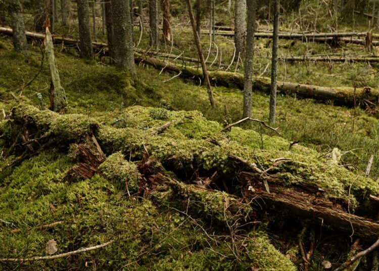 Metsälakia pitää WWF:n Panu Kuntun mielestä uudistaa nyt nopeasti metsäluonnon monimuotoisuuden turvaamiseksi.