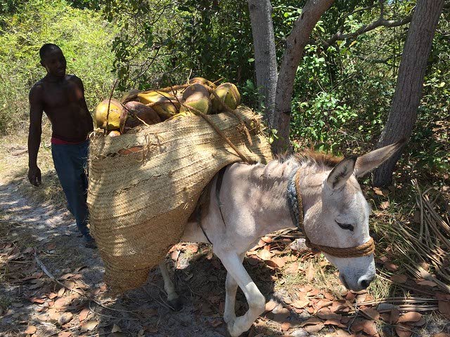 Kookospähkinän viljelijät Tansanian Mafia-saarella turvautuvat yksinomaan aaseihin kuljettaakseen tuotteitaan maatiloilta toreilta.