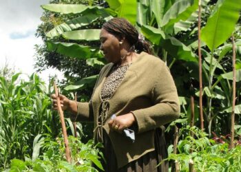 Peris Wanjikun kaltaiset kenialaiset maanviljelijät joutuvat kamppailemaan ilmastoon liittyviä voimistuvia riskejä vastaan alati kiihtyvällä tahdilla.