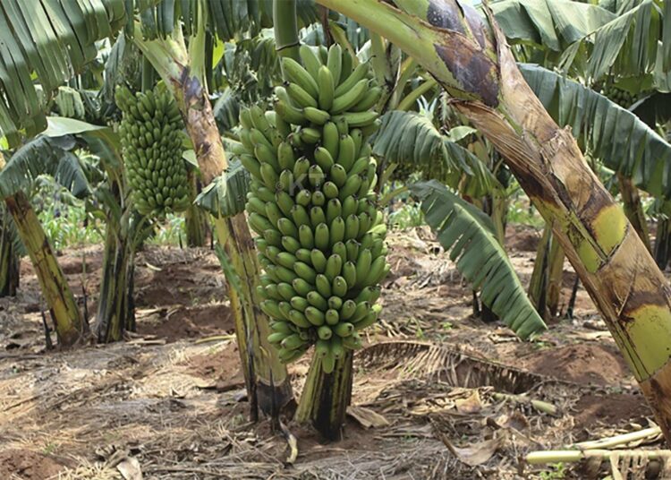 Banaanit ovat tärkeä osa ruokavaliota monissa Afrikan maissa. Jos BBT-virus iskee kasviin, banaanitertut voivat jäädä muodostumatta.