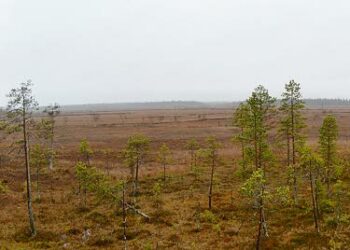 Viiankiaapa Sodankylässä on lajistoltaan Suomen rikkain aapasuo.