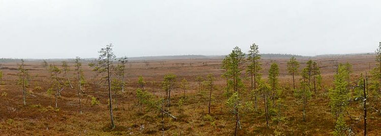 Viiankiaapa Sodankylässä on lajistoltaan Suomen rikkain aapasuo.
