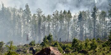 Kirjoittajan mielestä avohakkuut on kiellettävä, koska ne hävittävät metsää. Kuvassa maastopalo hakkuuaukealla Loviisan Koskenkylässä 28. toukokuuta.