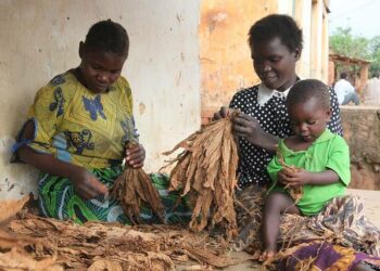 Malawin Kasungussa pienviljelijänaiset lajittelevat tupakanlehtiä. Malawissa nimenomaan heidän kaltaisensa perheviljelijät tuottavat tupakkaa kansainvälisille yhtiöille.