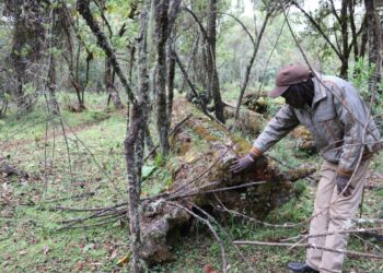 Ogiekien yhteisönvanhimpiin kuuluva 72-vuotias Cosmas Chemwotei Murunga tarkastelee 44 vuotta sitten kaadetun seetrin runkoa.