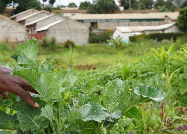 Kunhan hinta on oikea, yhä useampi kenialainen pienviljelijä on valmis myymään maansa