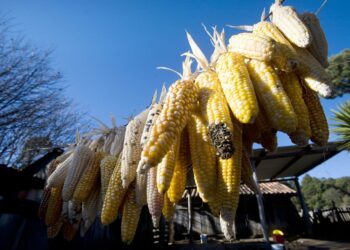 Maissia kuivataan Meksikon eteläisen osavaltion Chiapasin San Cristóbal de las Casasissa. Meksikossa kasvaa yli viisikymmentä kotoperäistä maissilajiketta, joiden perimää halutaan varjella geenimuunnellun maissin geenitartunnalta.