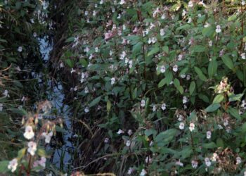 Jopa kolmimetriseksi kasvava jättibalsami viihtyy esimerkiksi purojen varsilla, missä se vie tilaa kotimaisilta kasveilta.