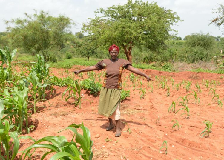Kenialainen viljelijä Veronicah Ngau osoittaa eroa kuusiviikkoisten maissien koossa. Vasemmanpuoleiset on kasvatettu vettä säästävällä menetelmällä.