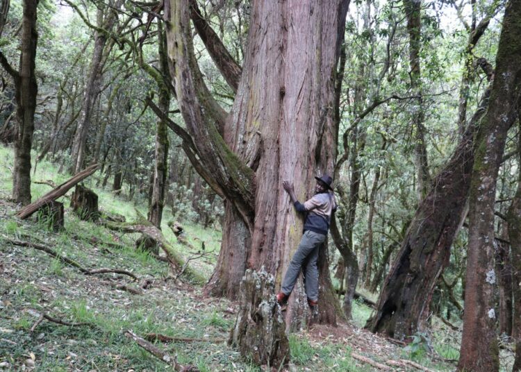 Kenian Mount Elgon -vuoren metsässä asustava ogiek-yhteisö on suojellut metsän ekosysteemiä vuosisatojen ajan.