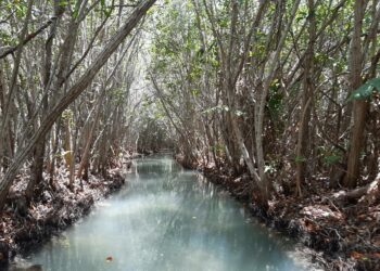 Mangroverivistöjä San Crisanton metsässä, Jukatanin niemimaalla Meksikossa. Vuonna 1995 alueelle iski kaksi tuhoisaa hurrikaania, joiden jälkeen kyläläiset kunnostivat metsän ja puhdistivat kanaalit.