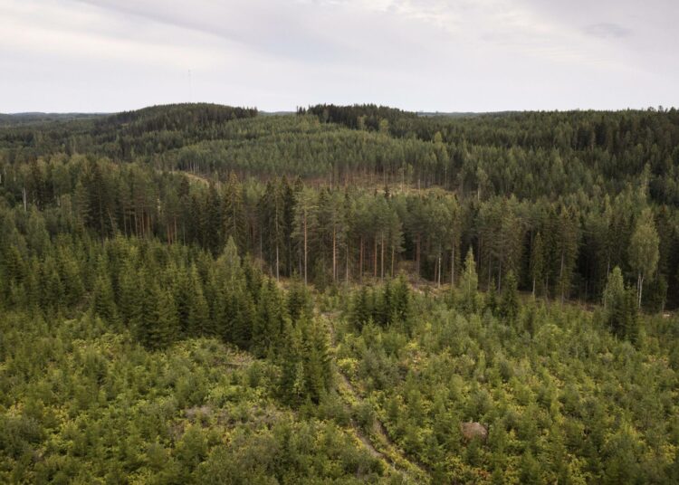 Hiilinielun romahduksen syynä pidetään hakkuiden lisääntymistä ja metsän kasvun hidastumista.