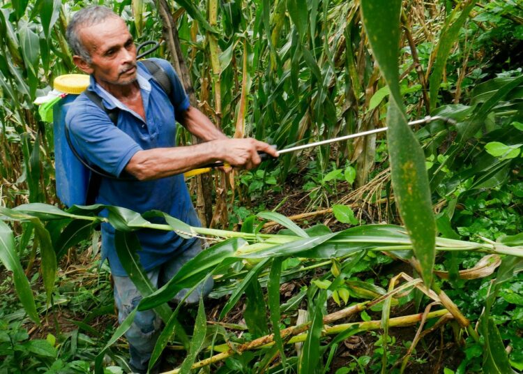 Medardo Pérez ruiskuttaa voimakasta rikkakasvien torjunta-ainetta parakvattia maissipellolleen Santa María Ostumassa, El Salvadorin keskiosassa. Useimmat pienviljelijät käyttävät parakvattia ja muita agrokemikaalia viljelyksillään, samoin kuin suurimuotoinen maatalousteollisuus tuottaessaan banaaneja, ananaksia, kahvia ja sokeriruokoa.