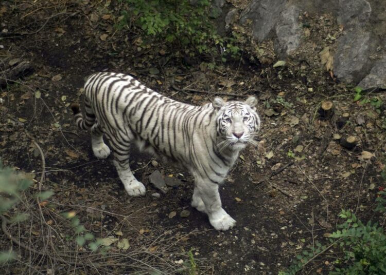 Harvinainen valkoinen Mantshurian tiikeri.