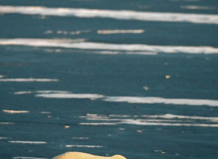 Nyt tarvitaan nopeasti kaikkia sitovat kansainväliset sopimukset siitä, mitä herkillä arktisilla alueilla ylipäätään saa tehdä. Se olisi jääkarhunkin etu.