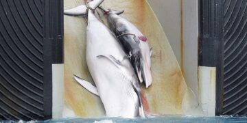 Australian tullilaitos julkaisi vuonna 2008 tämän kuvan, jossa japanilaislaivaan vinssataan emovalasta ja sen poikasta. Laivassa olevan kyltin mukaan kyseessä on kansainvälisen valaanpyyntikomission hyväksymä luvallinen pyynti tieteellisiin tarkoituksiin.