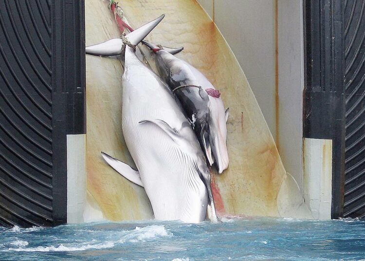 Australian tullilaitos julkaisi vuonna 2008 tämän kuvan, jossa japanilaislaivaan vinssataan emovalasta ja sen poikasta. Laivassa olevan kyltin mukaan kyseessä on kansainvälisen valaanpyyntikomission hyväksymä luvallinen pyynti tieteellisiin tarkoituksiin.