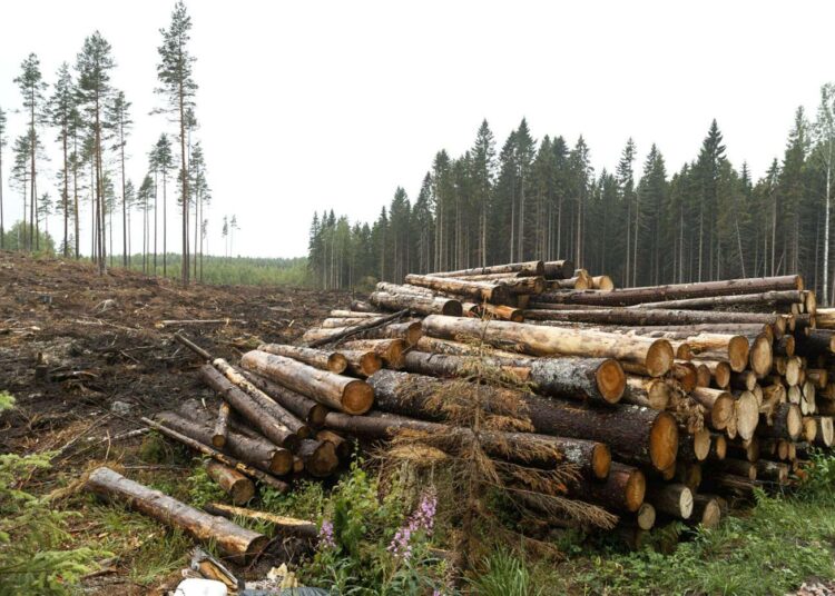 Metsien ylimitoitettu hakkuu ei huoleta keskustaa.