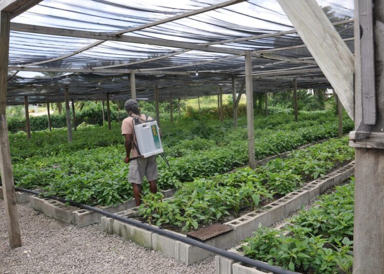Maatalouden sopeuttaminen ilmastonmuutoksen tuomiin äärisäihin vaatii Karibialla muun muassa lisää kasvihuoneita. Kuva Antiguan saarelta.