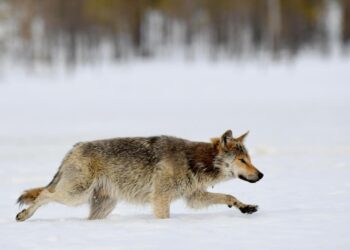 Susikiista on hyvin perinteinen kaupunki vastaan maaseutu -konflikti.