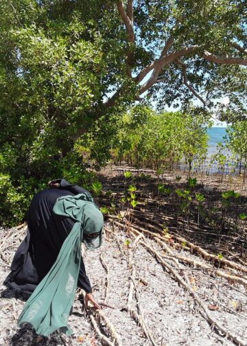 Yhteisövetoinen mangrovemetsien pelastusoperaatio on meneillään Kenian rannikolla.