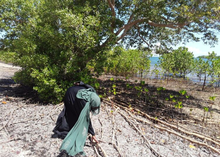 Yhteisövetoinen mangrovemetsien pelastusoperaatio on meneillään Kenian rannikolla.