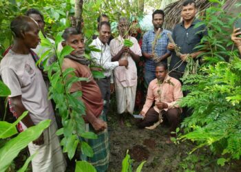 Kaksi vuotta sitten kansalaisjärjestön pihalle istutettiin muualta tuotu karam-puun taimi, mutta se ei selvinnyt hengissä.