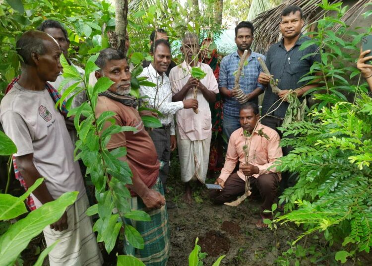 Kaksi vuotta sitten kansalaisjärjestön pihalle istutettiin muualta tuotu karam-puun taimi, mutta se ei selvinnyt hengissä.