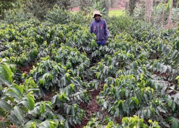 Kahvinviljelijä tiluksillaan Kiambun piirikunnassa Keniassa.