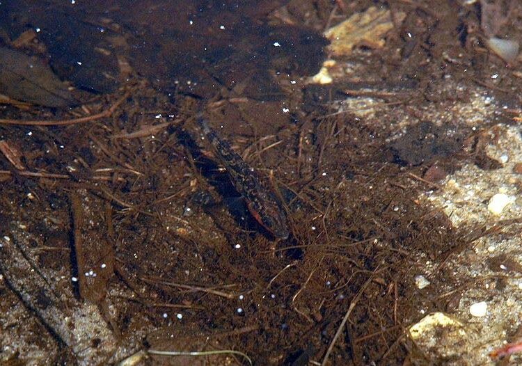 Pienestä koostaan huolimatta kolmipiikki edustaa suurta osaa Itämeren kalabiomassasta.