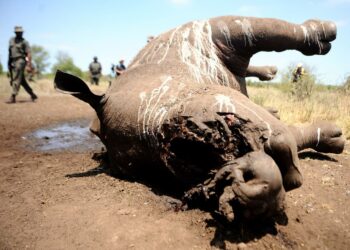Salametsästäjän tappama sarvikuono Etelä-Afrikassa.