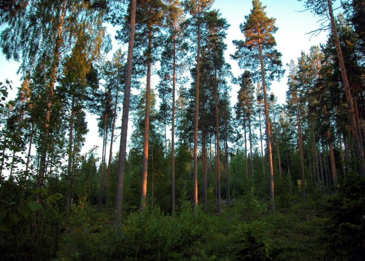 Li Anderssonin mukaan vihreän kullan jalostus on Itä-Suomen alueen elinehto,