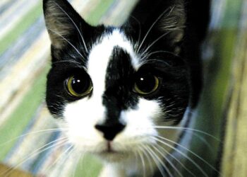 Kissojen eläinsuojeluongelmia aiheuttaa eniten kissojen arvostuksen puute.