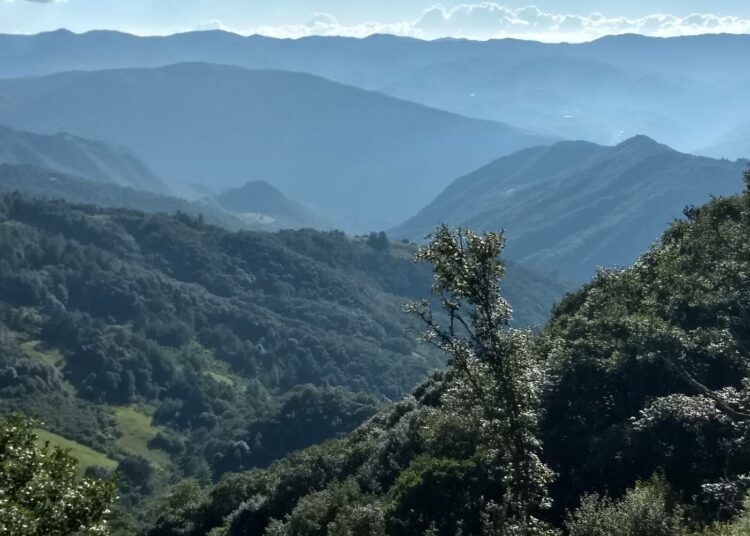 Sierra Juárezin metsä Meksikon Oaxacan osavaltiossa on kunnan asukkaiden yhteisessä hoidossa.